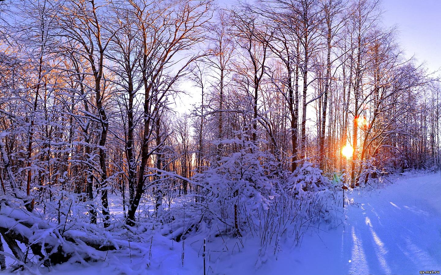 Зимний лес Учителям
